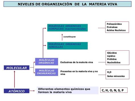 Arriba Imagen Mapa Mental Sobre Los Niveles De Organizacion De La