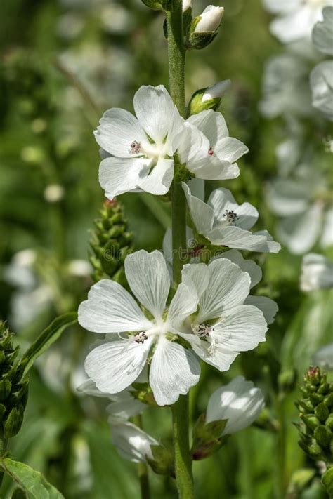 Sidalcea Candida Stock Image Image Of Checker Flower