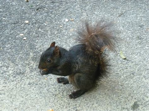 The New York Squirrel: Baby Squirrels