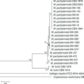 Molecular Phylogenetic Tree Inferred From Maximum Likelihood Analysis