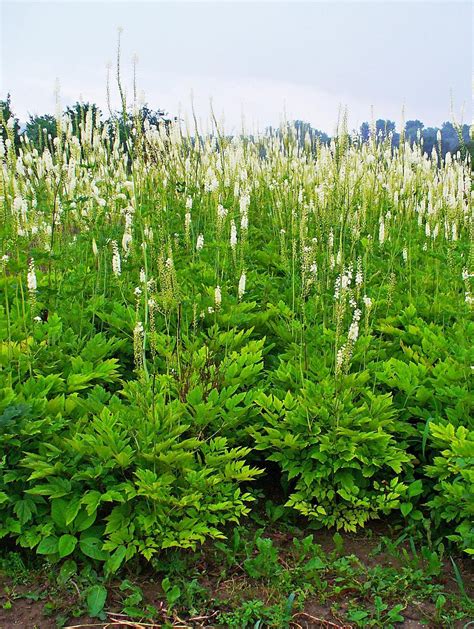 Wirtualny Atlas Ro Lin Pluskwica Groniasta Actaea Racemosa