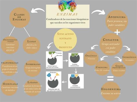 Enzimas Bioqu Mica Nelly Notes Med Udocz