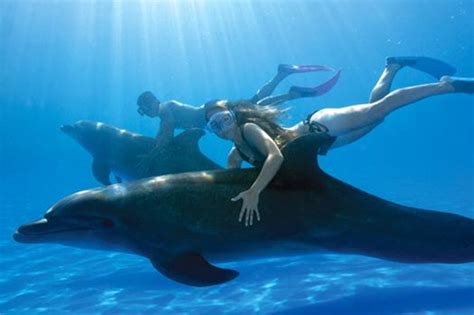 Swim With The Dolphins In Cabo San Lucas Los Cabos