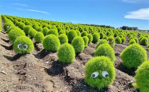 愛知県｜知多郡｜南知多町｜秋の満開お花畑｜観光農園 花ひろば