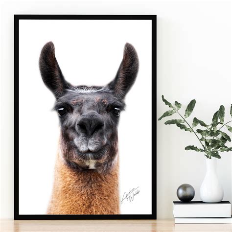 Llama Close-Up on White Background – Andrea Webb Photography