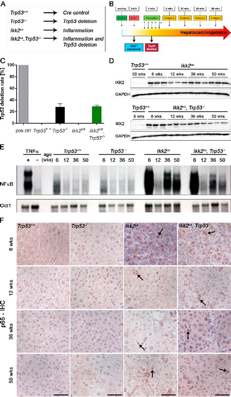 Figure 1 From An Ikk Nf κb Activation P53 Deletion Sequence Drives Liver Carcinogenesis And