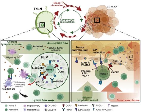 Frontiers Lymphocyte Homing And Recirculation With Tumor Tertiary