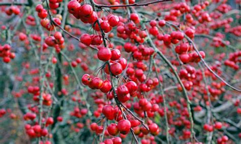 What are Crab Apple trees and how you can grow them - Dig It Right ...