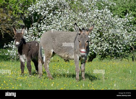 She Ass And Her Ass S Foal France Stock Photo Alamy