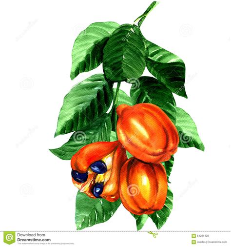 Tropical Blighia Sapida Fruit Ackee Tree Stock Illustration