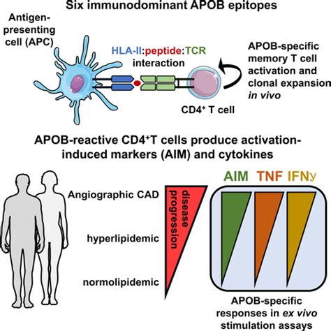 Immunodominant Mhc Ii Major Histocompatibility Complex Ii Restricted