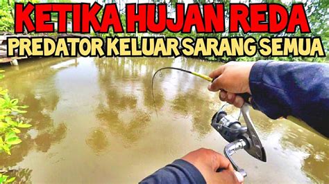 Mancing Sehabis Hujan Di Jamin Ikan Keluar Sarang Semua Umpan Udang