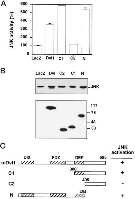 Activation Of Jnk By The Dep Domain A Cos Cells Were Transfected