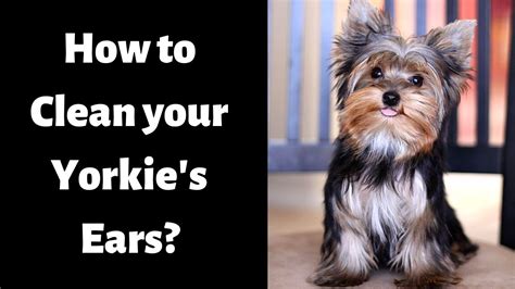 How To Clean A Yorkies Ears At Home Yorkie Grooming Youtube