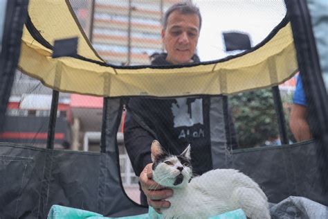 Miraflores Promueve Adopciones De Michis En El Gato Fest Kennedy