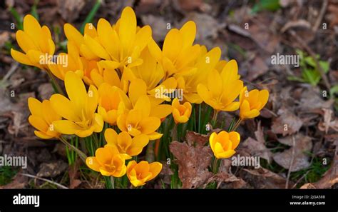 Yellow Crocus Flavus Flowers Growing In A Garden Or Forest Outside