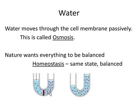 The Cell Membrane Cell Types Ppt Download