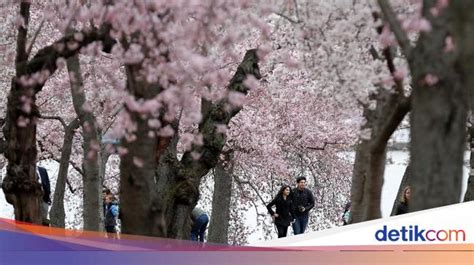 Detail Gambar Pemandangan Bunga Sakura Koleksi Nomer 36