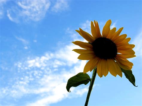 Sunflower Screensaver and Wallpaper - WallpaperSafari