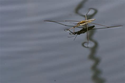 Pond skater by An-Drake on DeviantArt