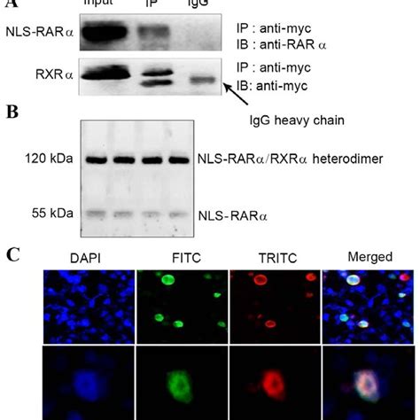 Interaction Between Nls Rar And Rxr A Co Immunoprecipitation Assay