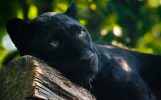 Discover more than 61 wallpaper black panther animal super hot - in ...