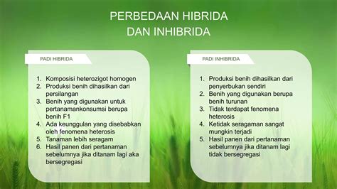 Mengenal Padi Hibrida Ppt