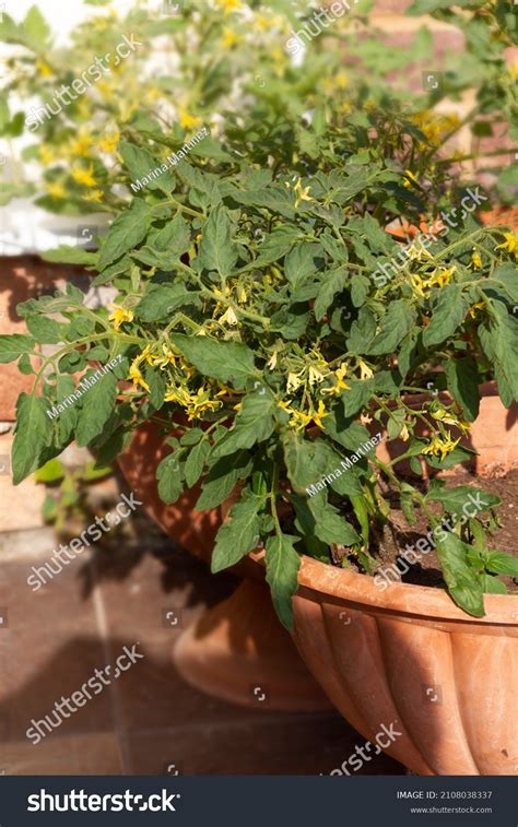 Mini Tomato Plants Grow Pots Potted Stock Photo 2108038337 Shutterstock