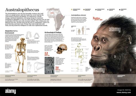 Infographic Of The Anatomy And Distribution Of The Australopithecus