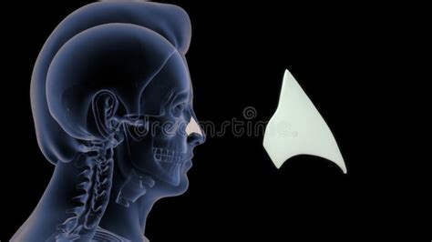 Location Of Lateral Cartilage In Human Stock Illustration