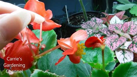 Someone Is Picking Up Some Flowers From The Ground In Front Of Other Plants And Potted Ones