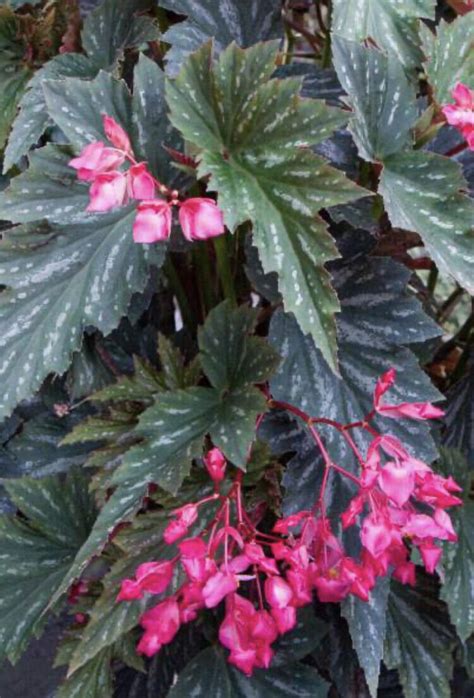 Angelwing Begonia Lana Well Rooted Starter Plant Ships Without Pot