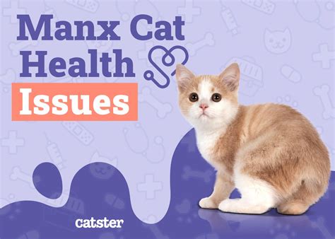 Manx Cat Health Problems: 8 Vet-Reviewed Issues - Catster