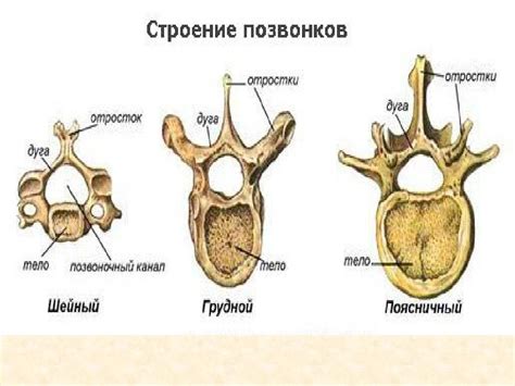 Строение позвонка части