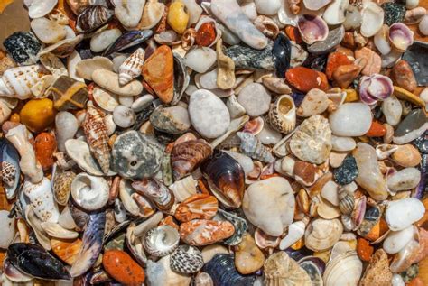 Conchas Do Mar Sortidos E Fundo Da Textura Dos Seixos Imagem De Stock