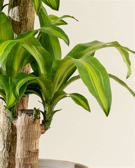 Buy Dracaena Fragrans Massangeana Corn Plant Online