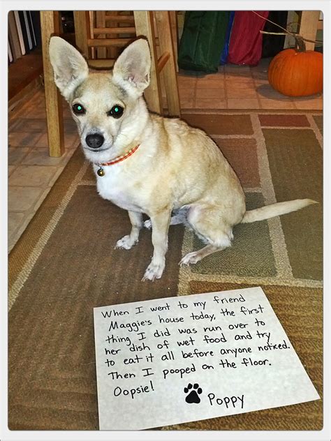 Poppy the Little Blonde Chihuahua: Uh Oh...Dog Shaming
