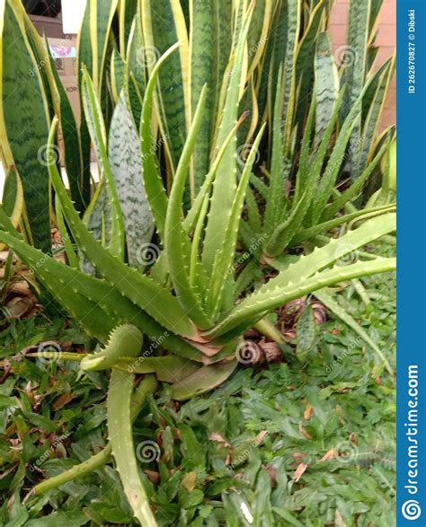 Green Plant Called Lidah Buaya Or We Known As Aloe Vera Stock Image