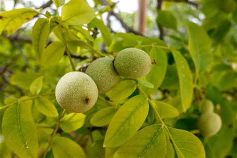 How To Grow Walnut Tree At Home Propagation Planting Pollination