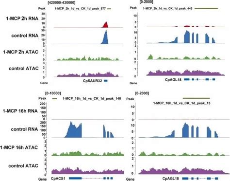 项目文章 If6 Atac Seq联合rna Seq揭示转录因子agl18通过乙烯 生长素交互作用调控番木瓜成熟 知乎