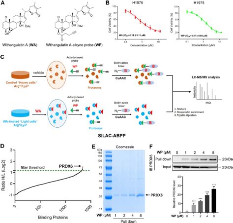 The Quantitative Chemical Proteomics Identified Prdx6 As The Direct Download Scientific Diagram