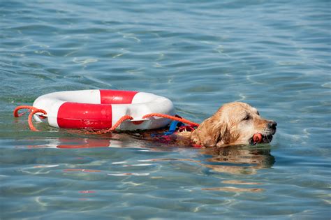 Cane Da Salvataggio Razze Addestramento Pericoli ExequiaPet