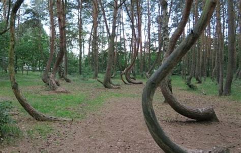 Bosque De Polonia Lleno De Rboles Torcidos Desata Un Misterio Sin