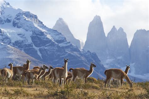 Torres del Paine El Calafate Puerto Natales El Chaltén Best