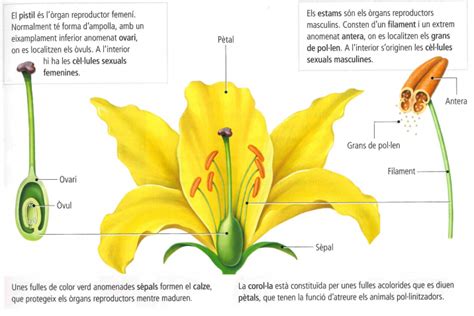 Biologia I Geologia Unitat 6 La Biosfera Ii