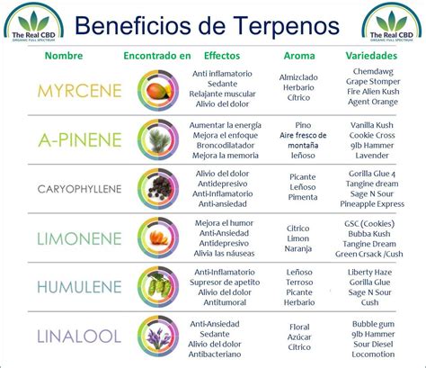 The Real CBD Qué son los terpenos y por qué son importantes