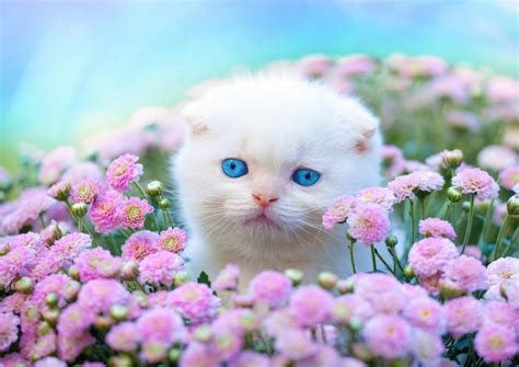 Premium Photo | Portrait of cute kitten in flowers