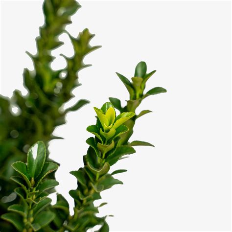 Green Spire Euonymus For Sale Online | The Tree Center