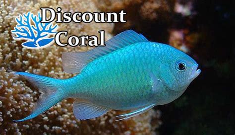 Green Chromis Damsel - Blue Green Chromis Fish - Discount Coral – discountcoral