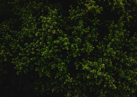 wallpaper bush, green, texture, plant HD : Widescreen : High Definition ...